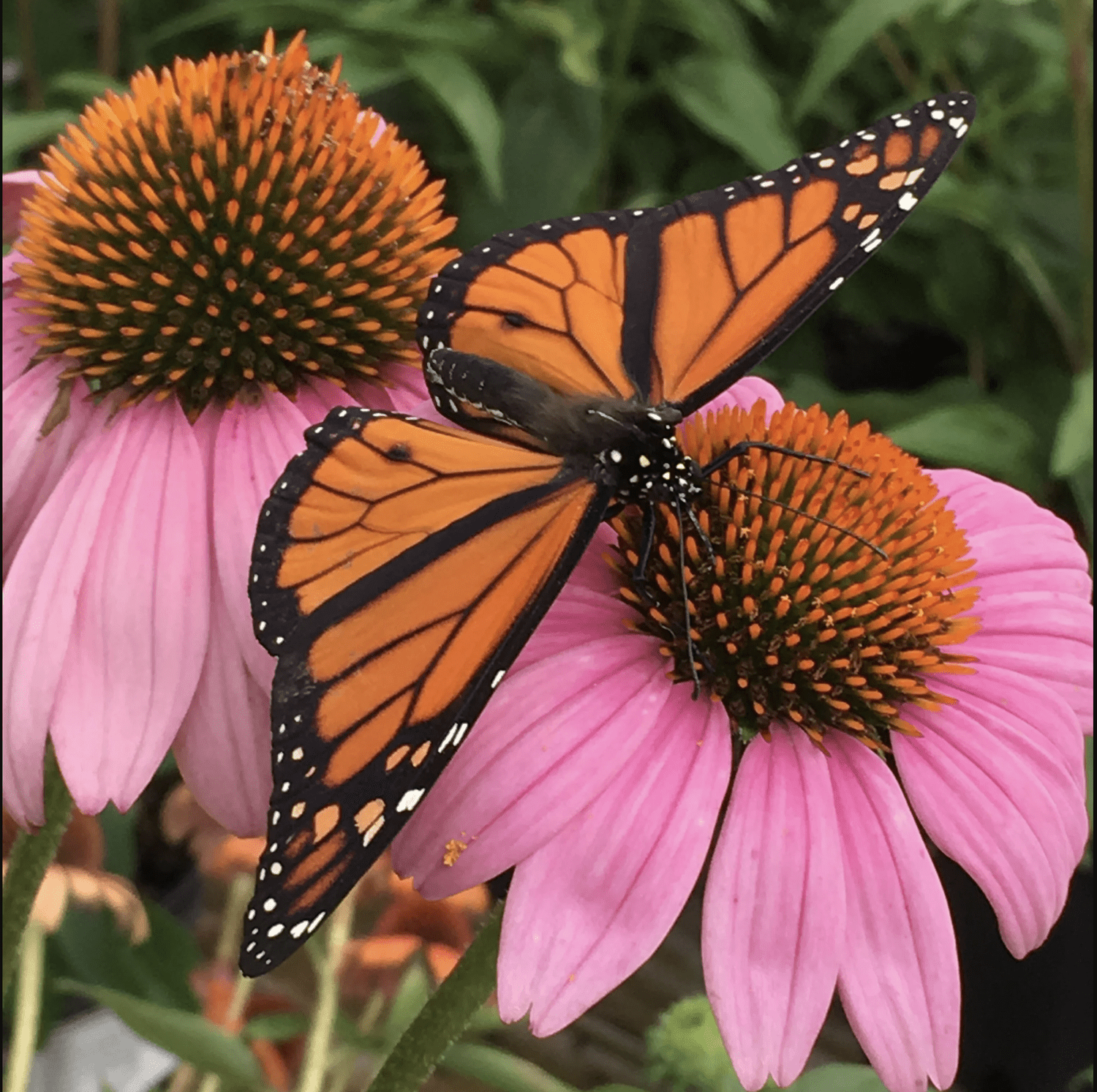 C.P.A. All About Monarchs & Their Migration with Kim Bailey - logo